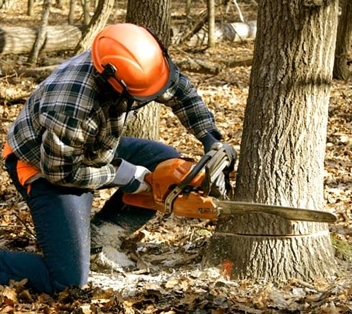 Tree Removal in Webster, IN